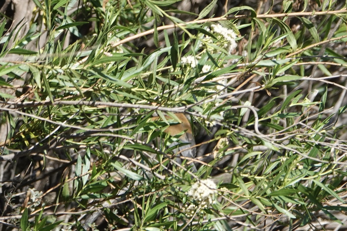 Rufous-backed Robin - ML644263328