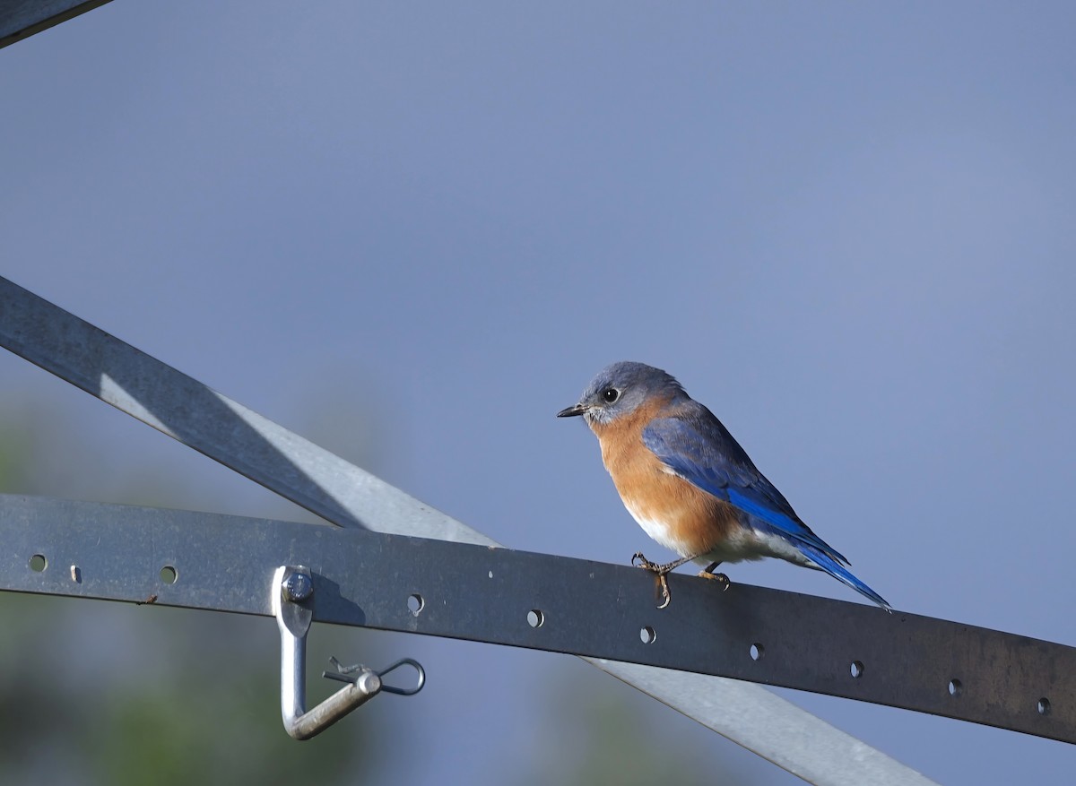 Eastern Bluebird - ML644263347