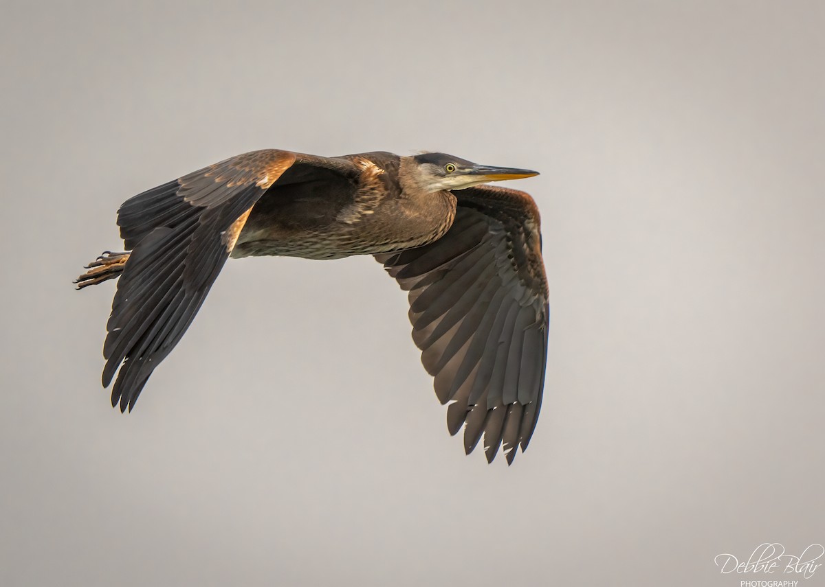 Great Blue Heron - ML644263354