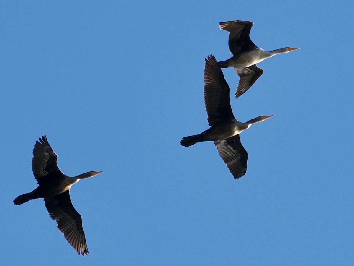 Cormorán Orejudo - ML644263378