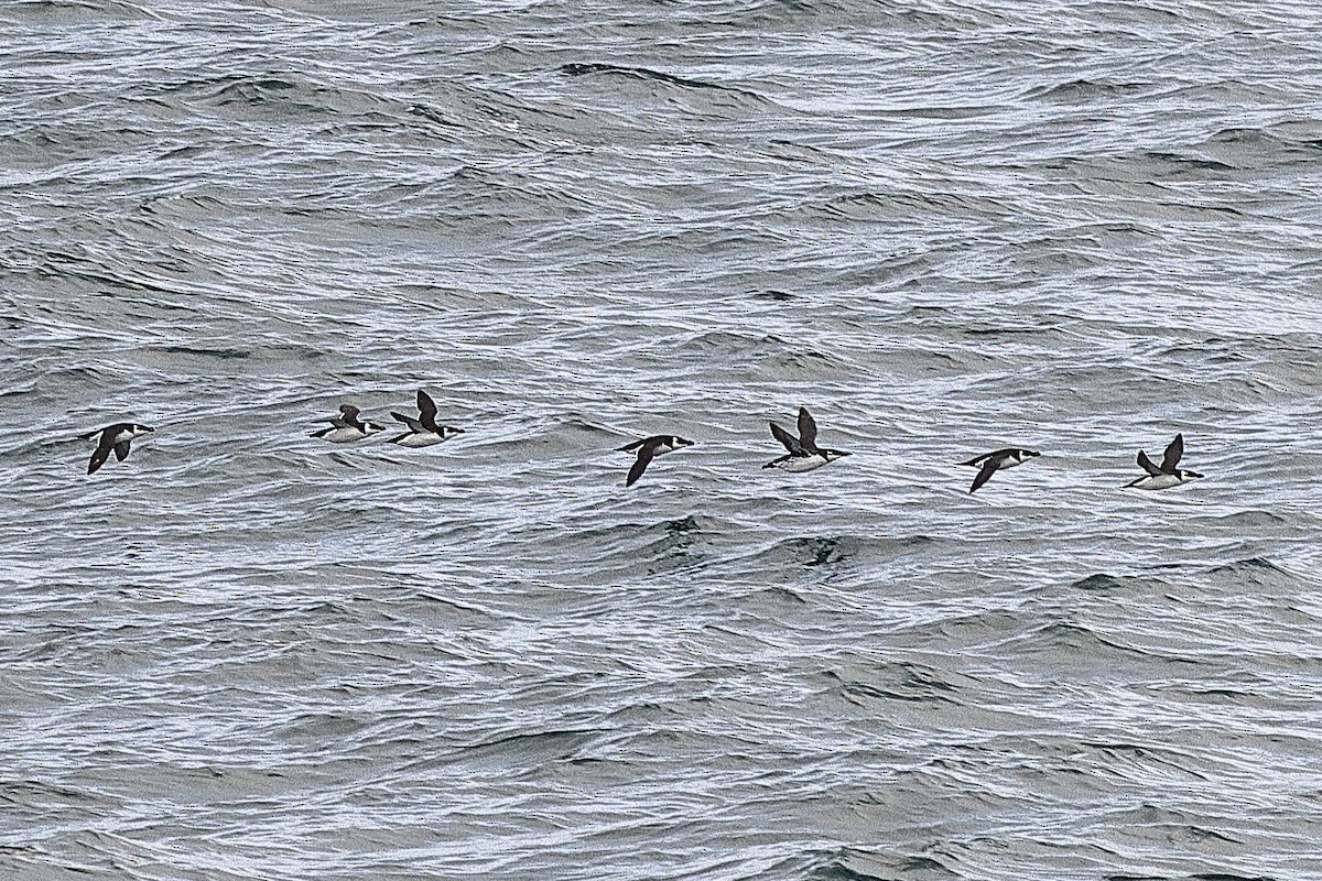 Razorbill - ML644263379