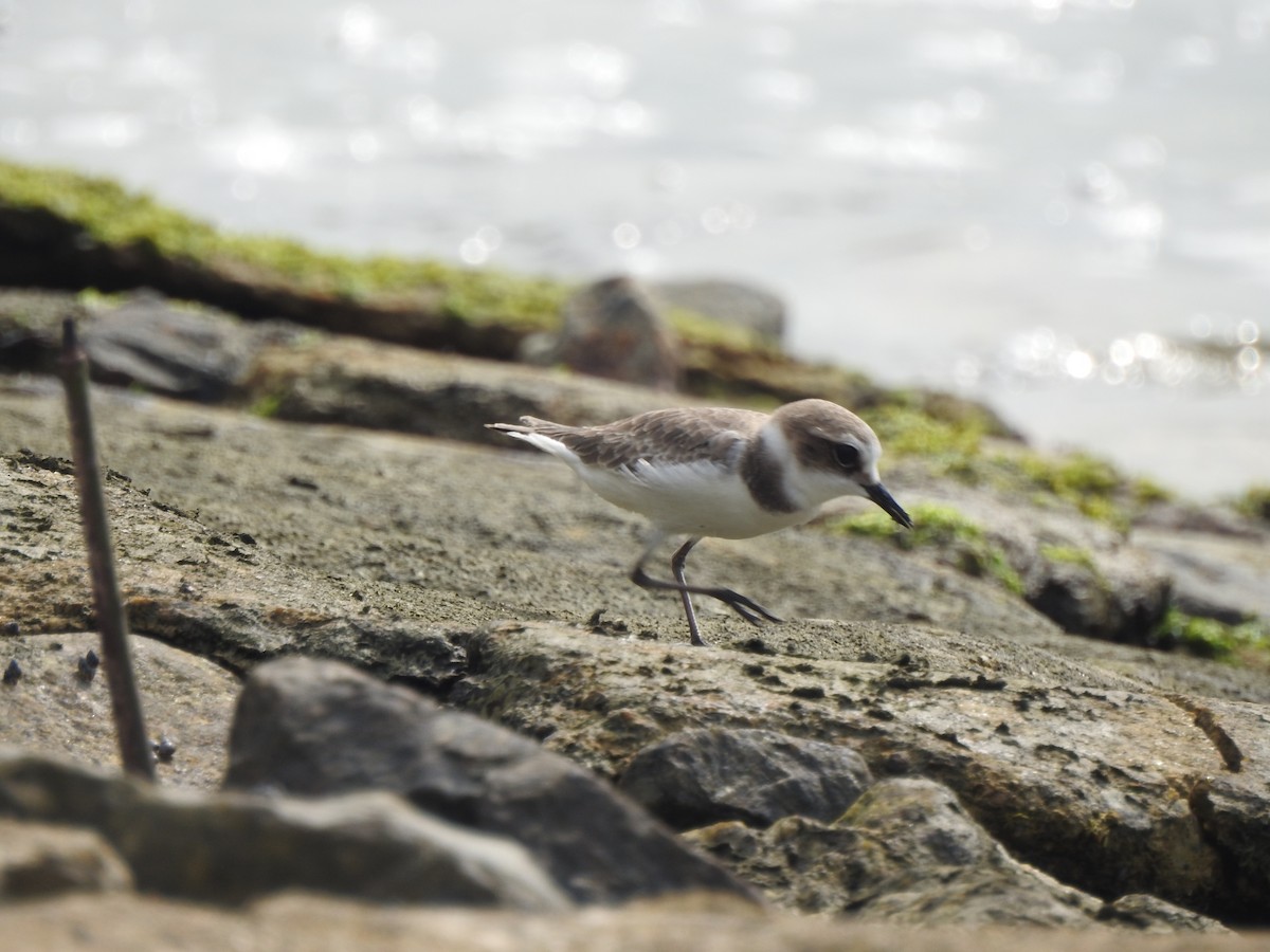 Fratino - ML644263382