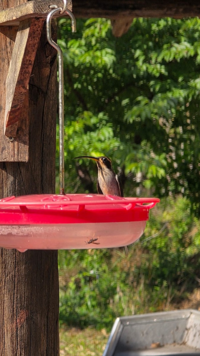 Schuppenkehl-Schattenkolibri - ML644263389