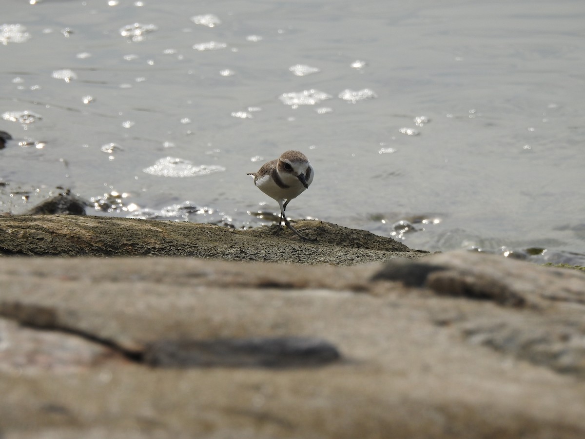 Fratino - ML644263398