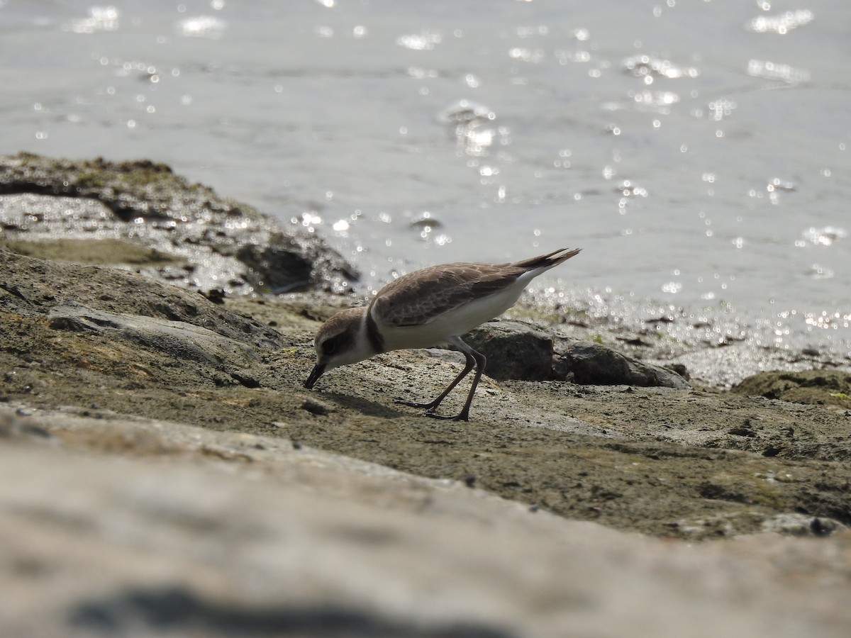 Fratino - ML644263399