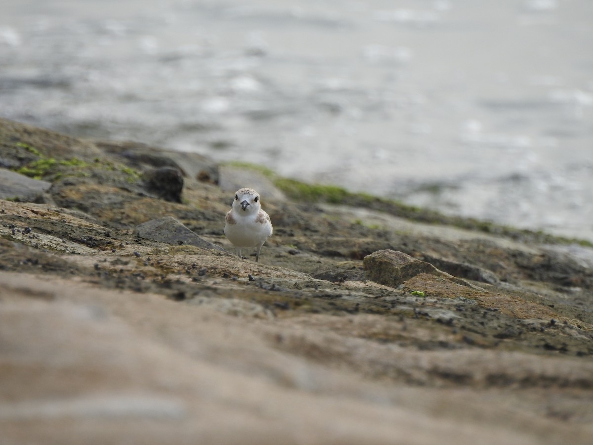 Malaysian Plover - ML644263402