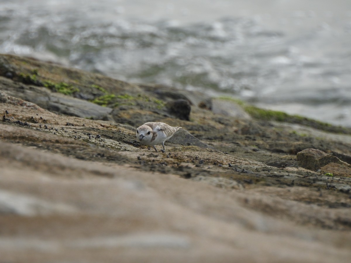 Malaysian Plover - ML644263403