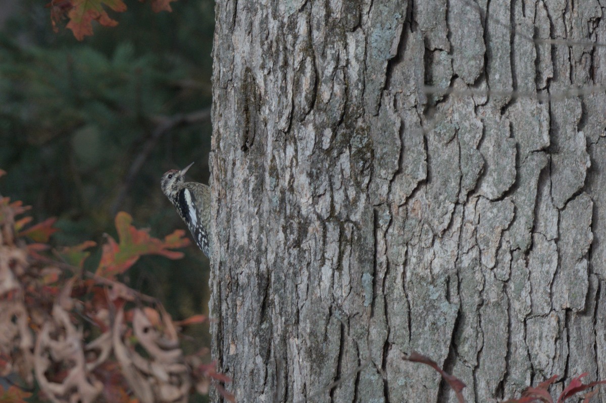 Yellow-bellied Sapsucker - ML644263414