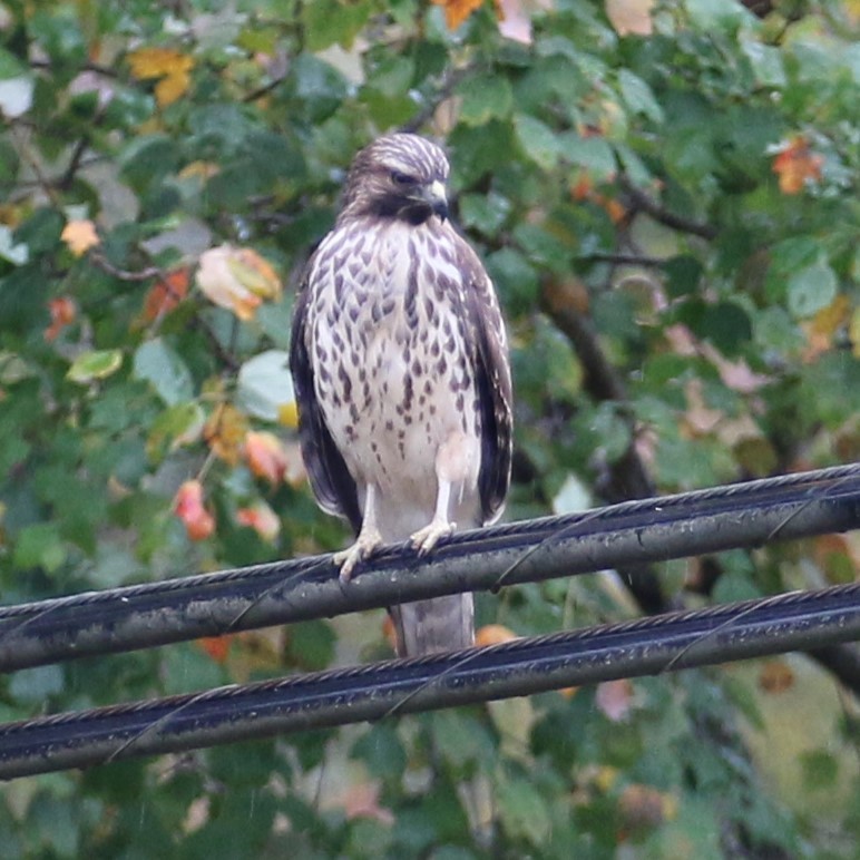 Red-shouldered Hawk - ML644263430