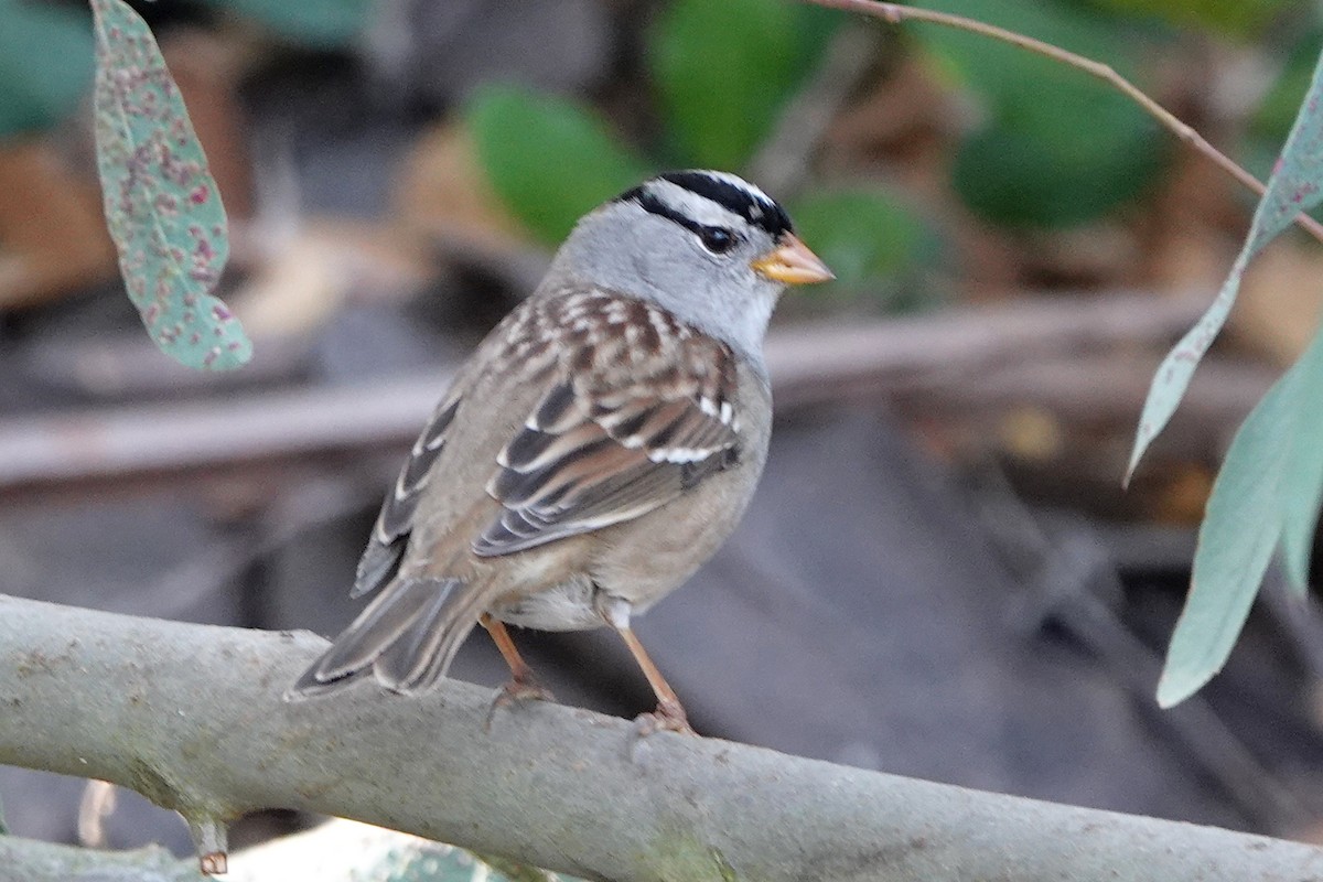 Dachsammer - ML644263432