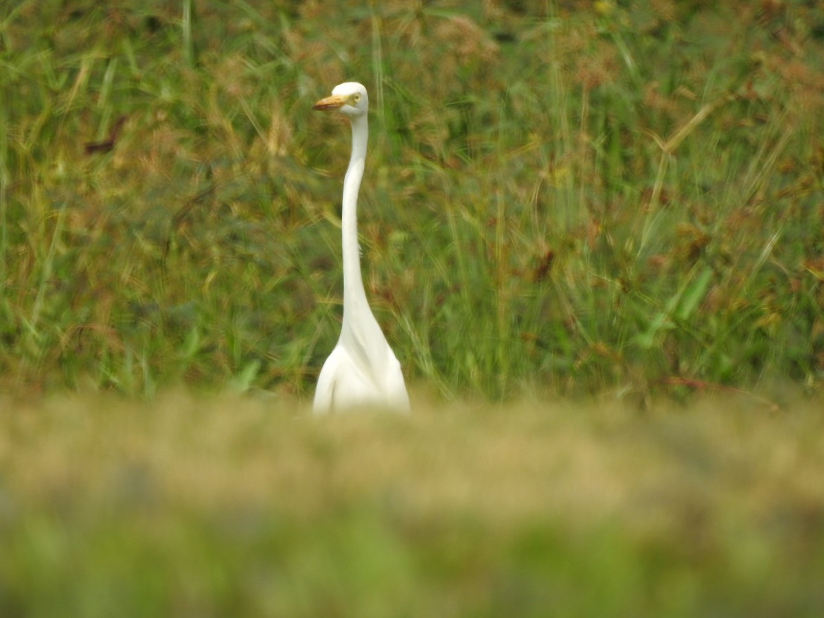 Airone bianco indiano - ML644263434