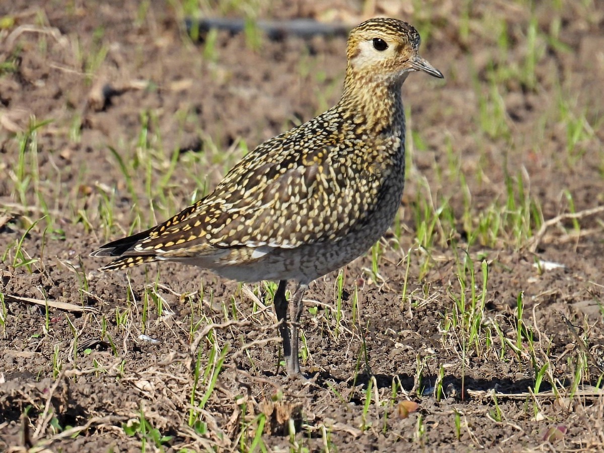 European Golden-Plover - ML644263437