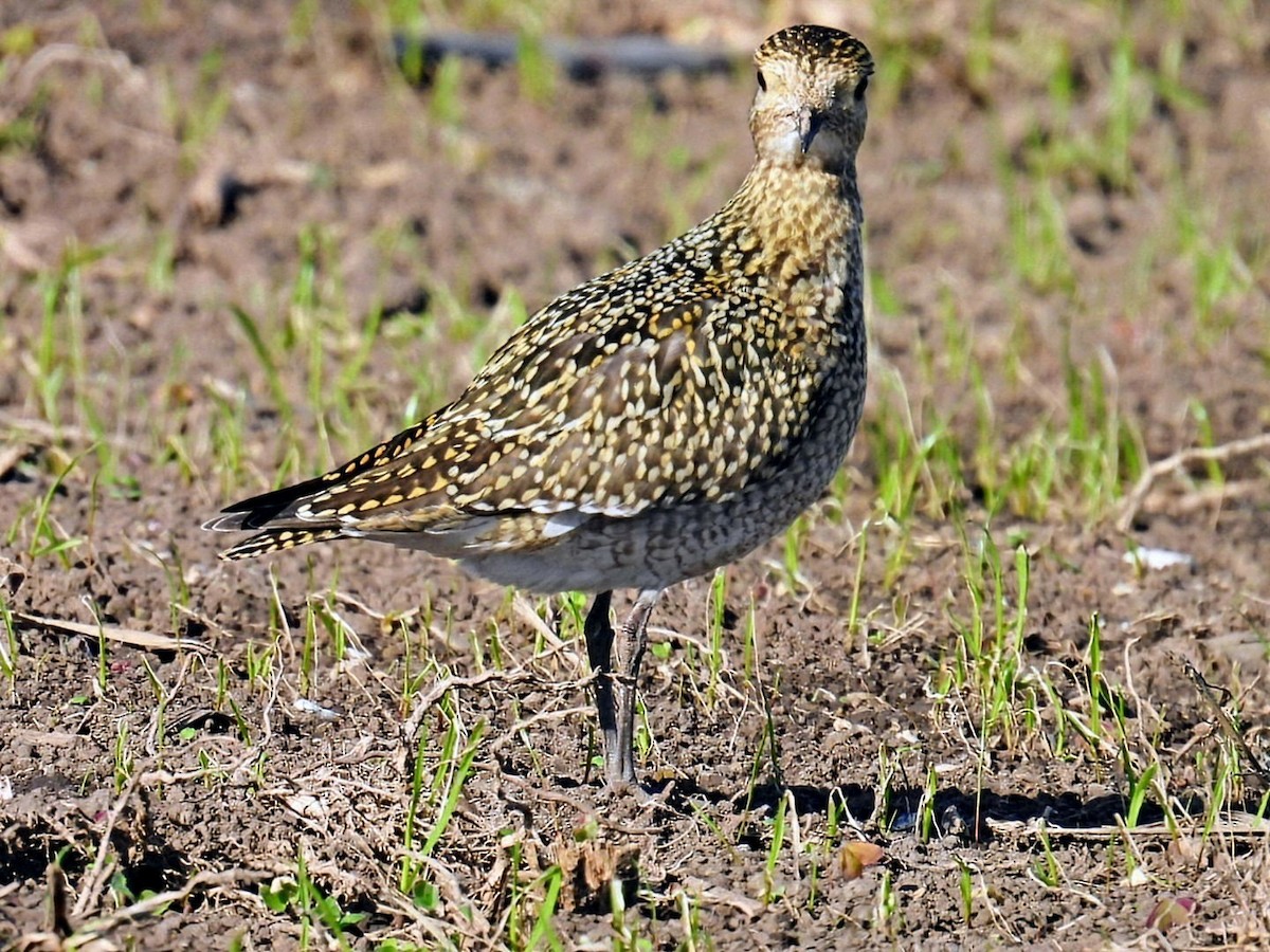 European Golden-Plover - ML644263443