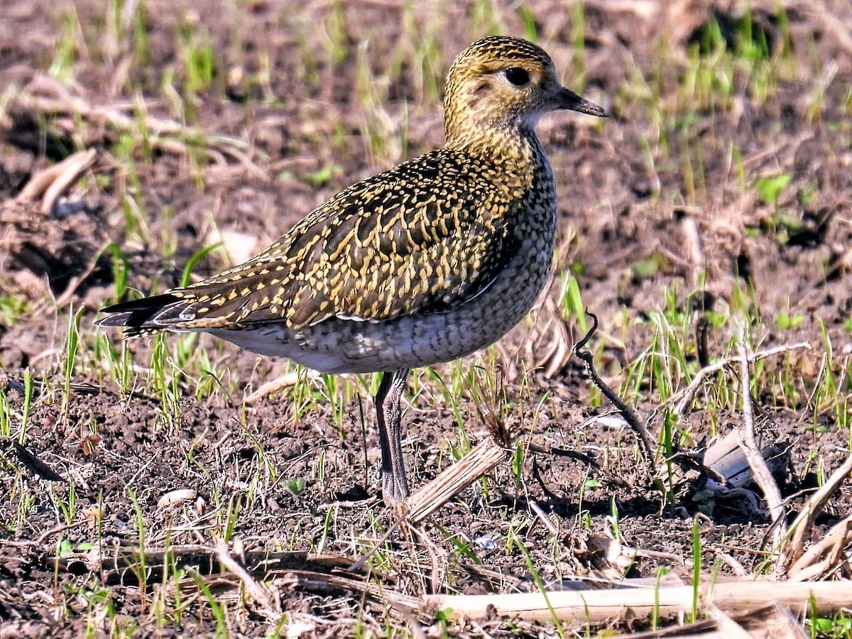 European Golden-Plover - ML644263446