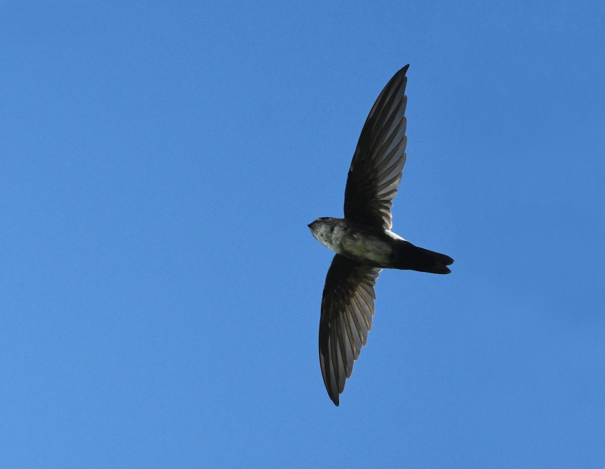 Antillean Palm Swift - ML644263448