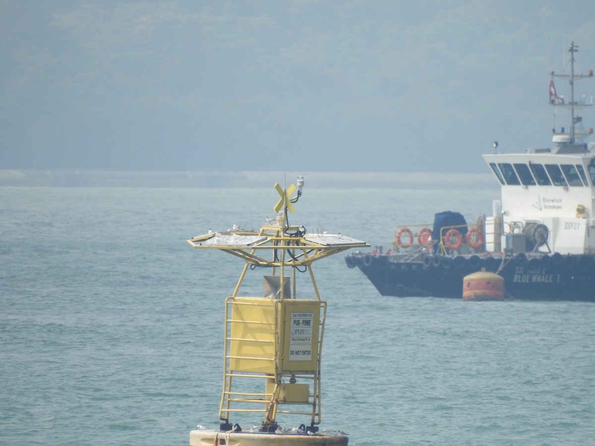 Fraticello - ML644263450