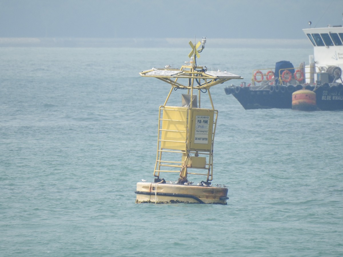 Fraticello - ML644263451