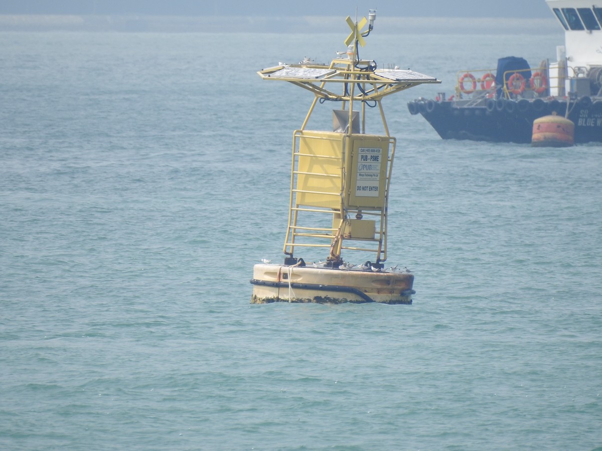 Fraticello - ML644263452