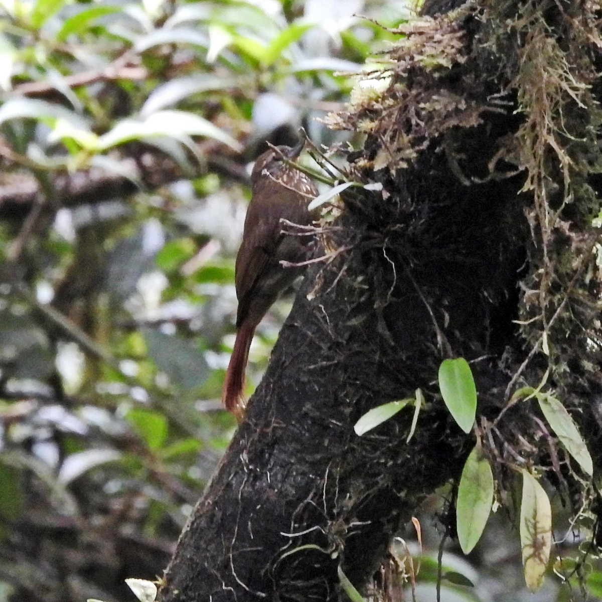 チビオニキバシリ - ML644263453