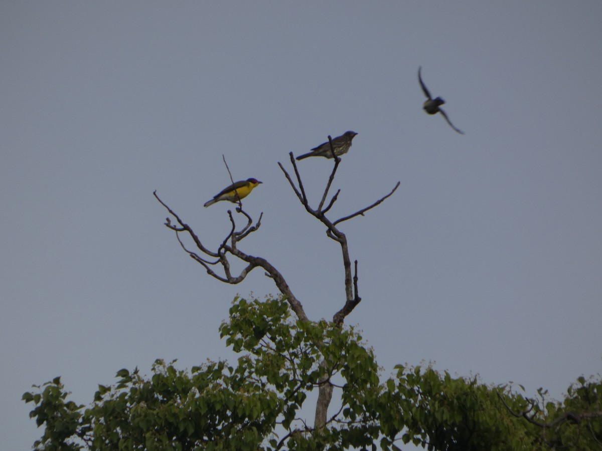 Australasian Figbird - ML644263463