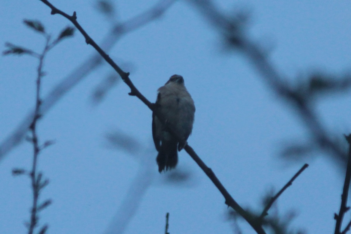 Indian Silverbill - ML644263465