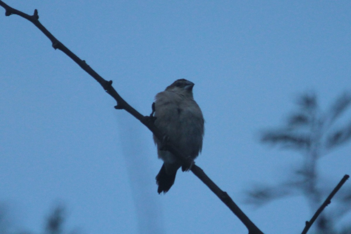 Indian Silverbill - ML644263466