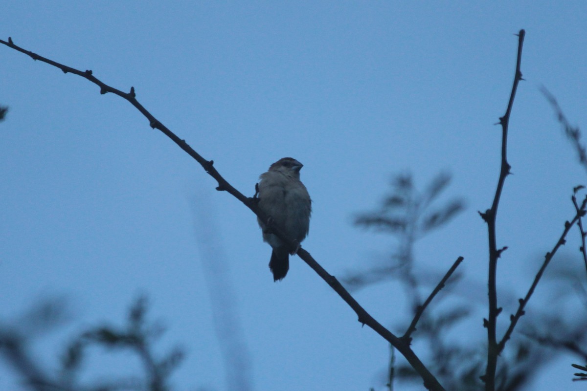Indian Silverbill - ML644263467