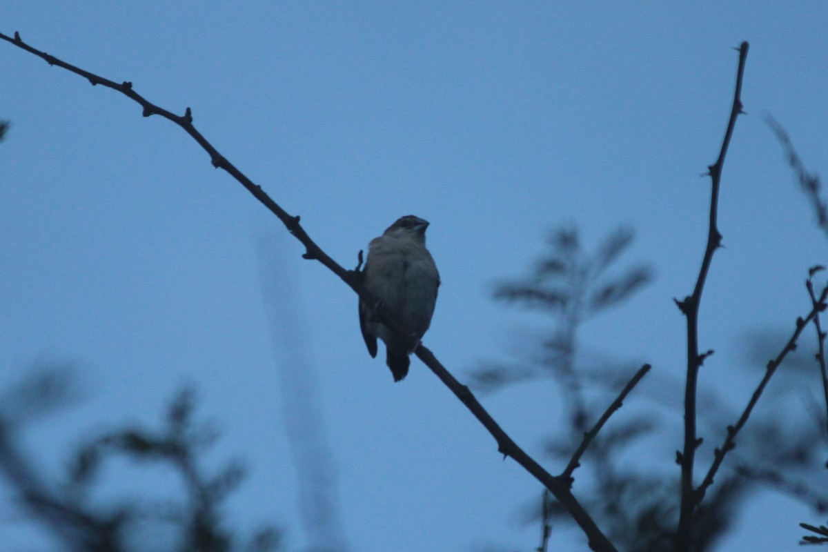 Indian Silverbill - ML644263468