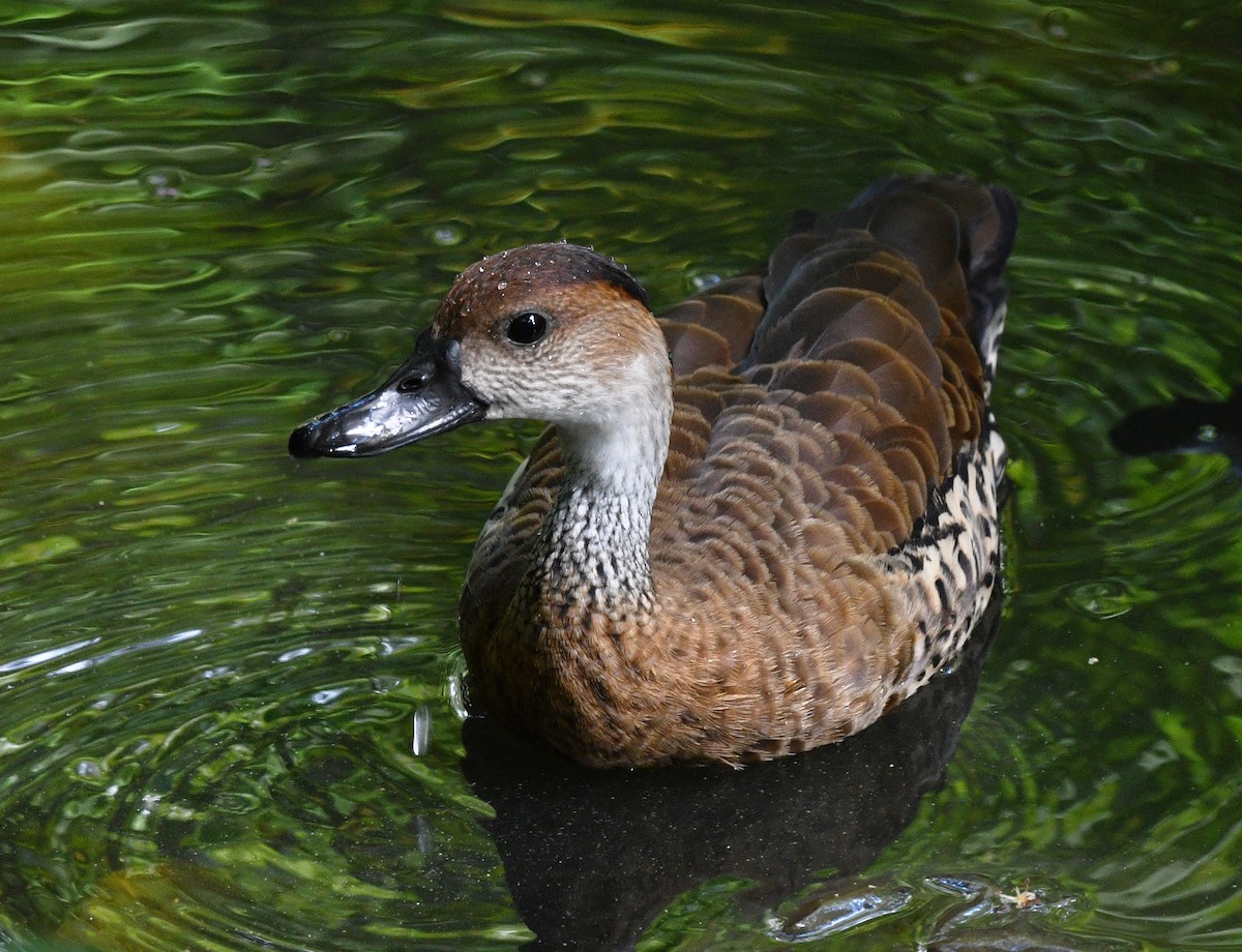 West Indian Whistling-Duck - ML644263470