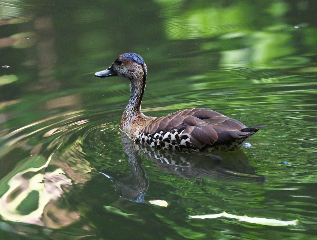 West Indian Whistling-Duck - ML644263471