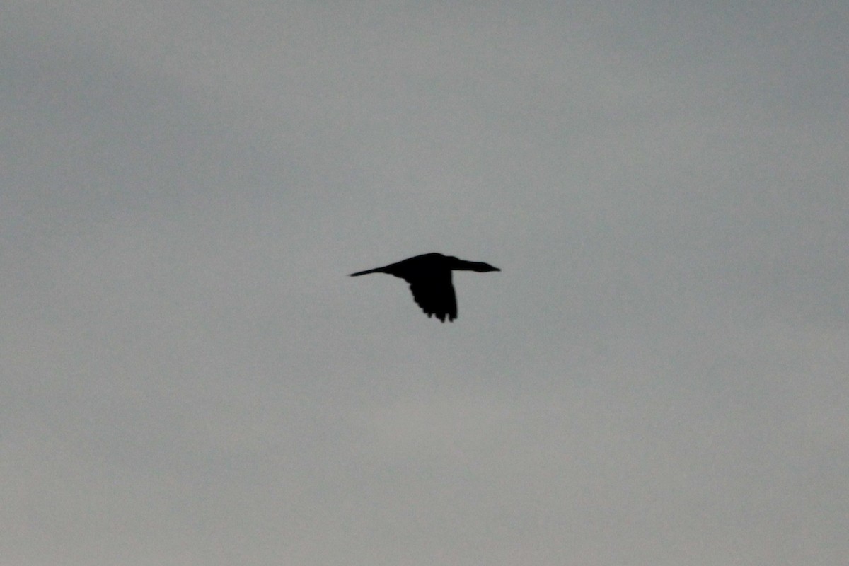 アジアコビトウ - ML644263472