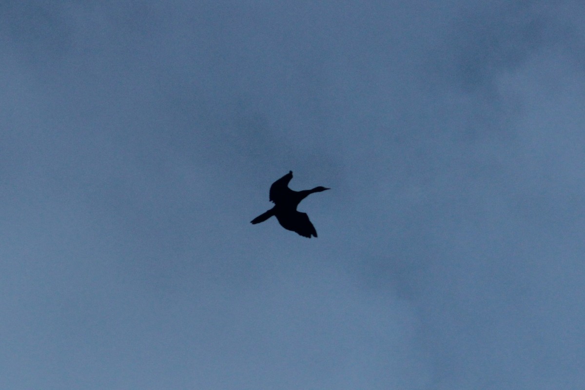 アジアコビトウ - ML644263473