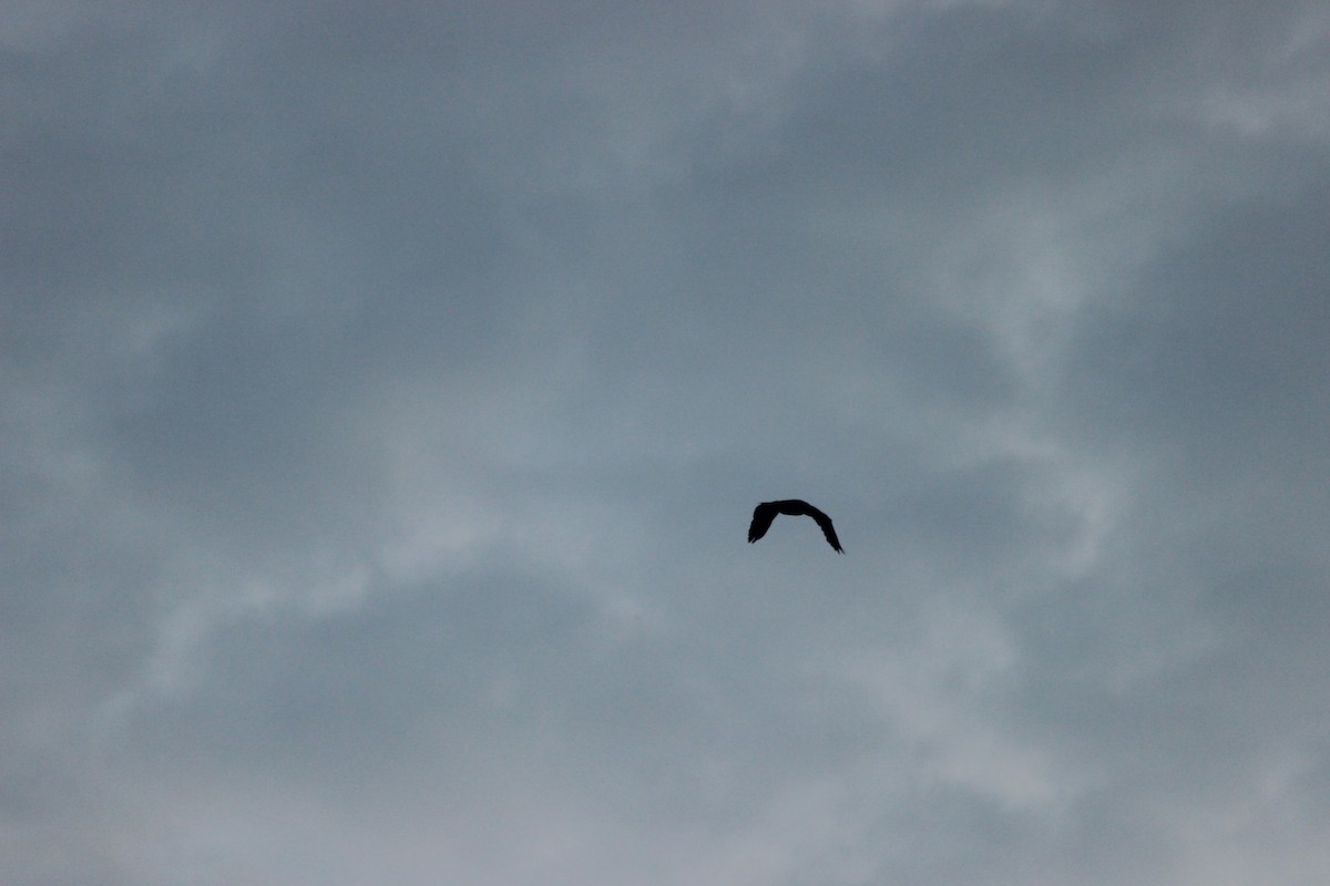 アジアコビトウ - ML644263475