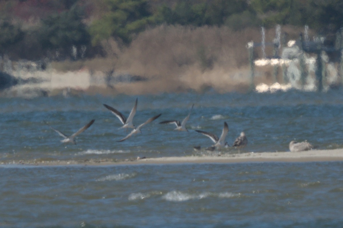 Bec-en-ciseaux noir - ML644263481