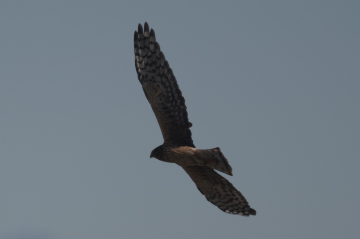 Busard des marais - ML644263482