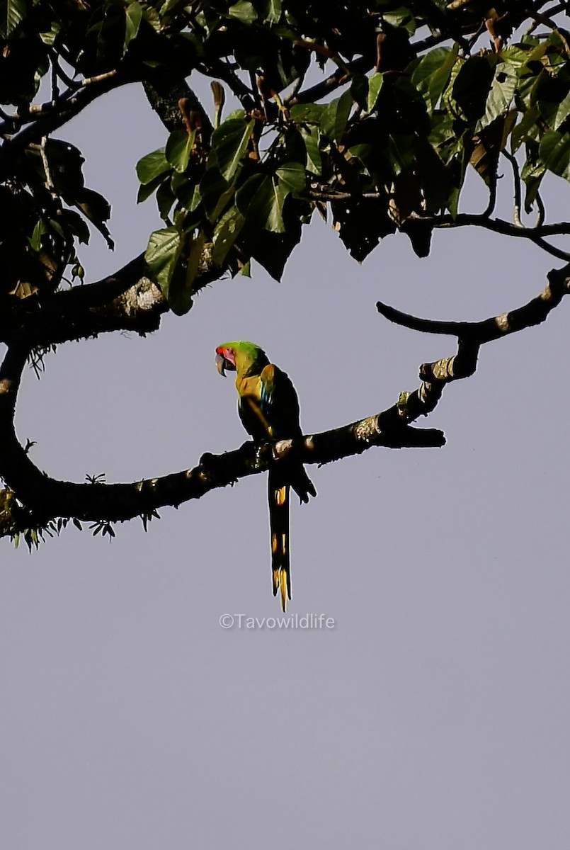 Great Green Macaw - ML644263484