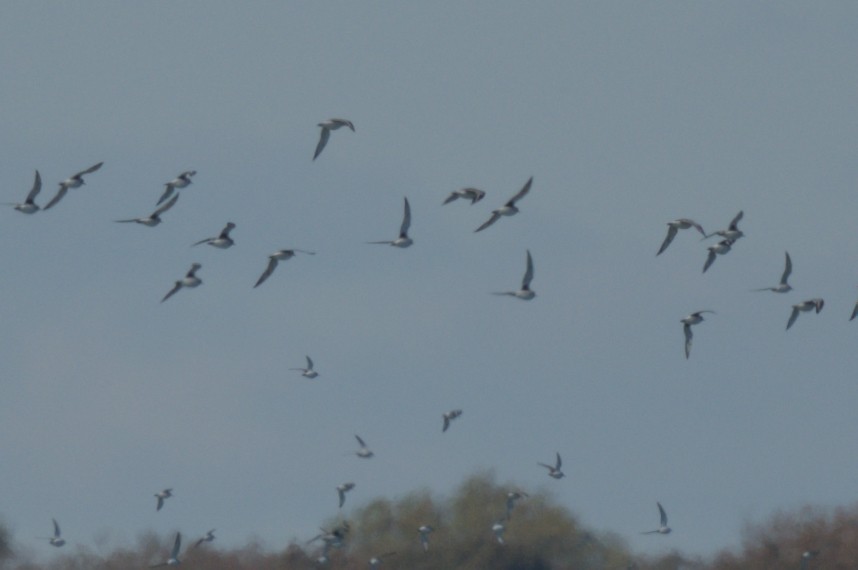 Pluvier argenté - ML644263486