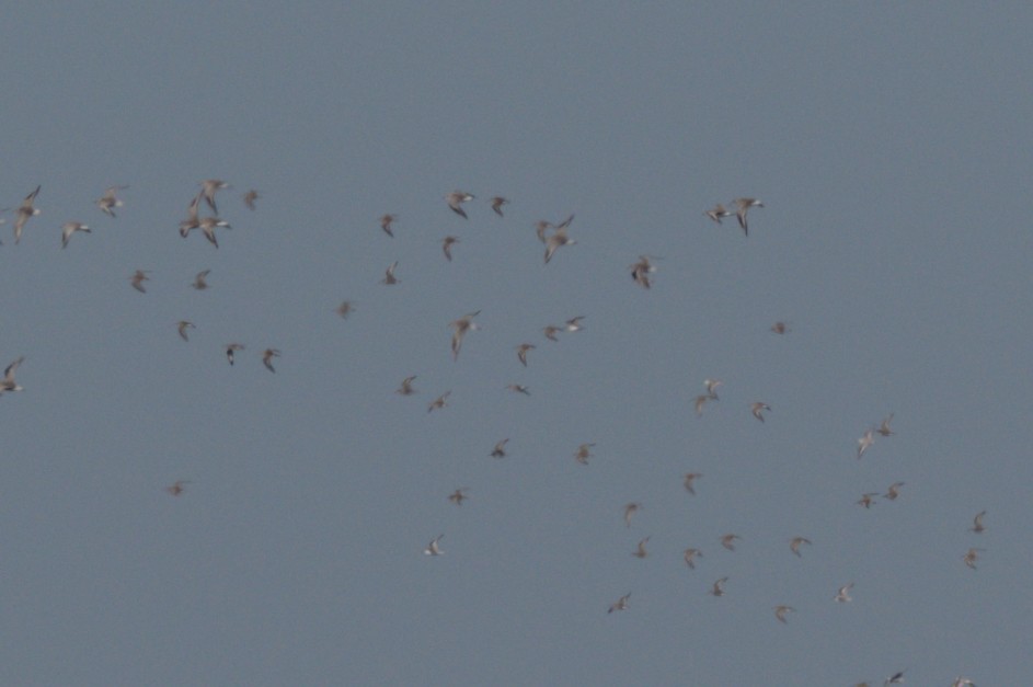 Pluvier argenté - ML644263487