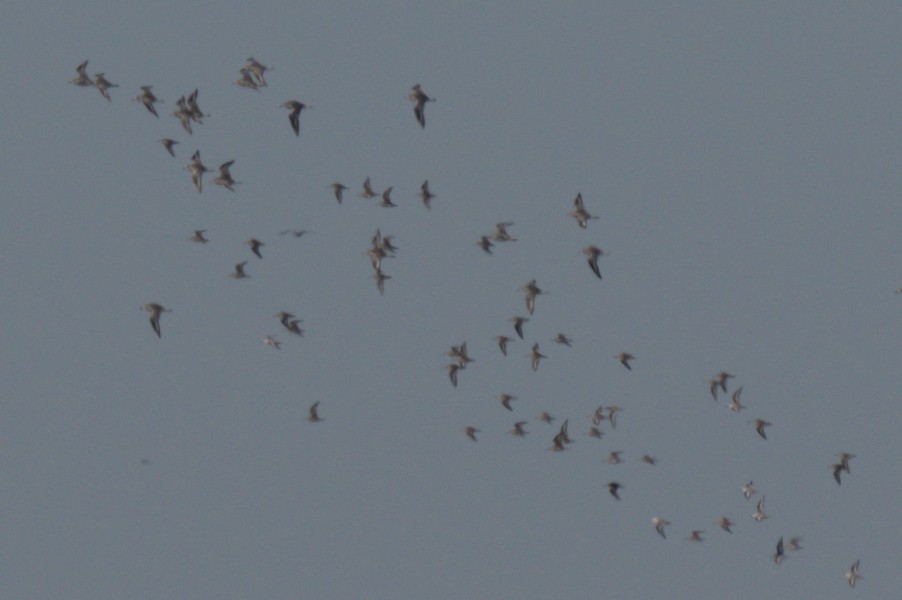 Pluvier argenté - ML644263488