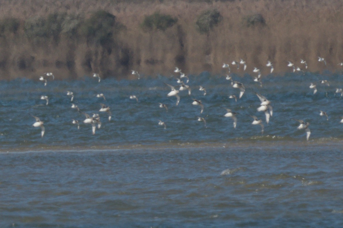 Pluvier argenté - ML644263490