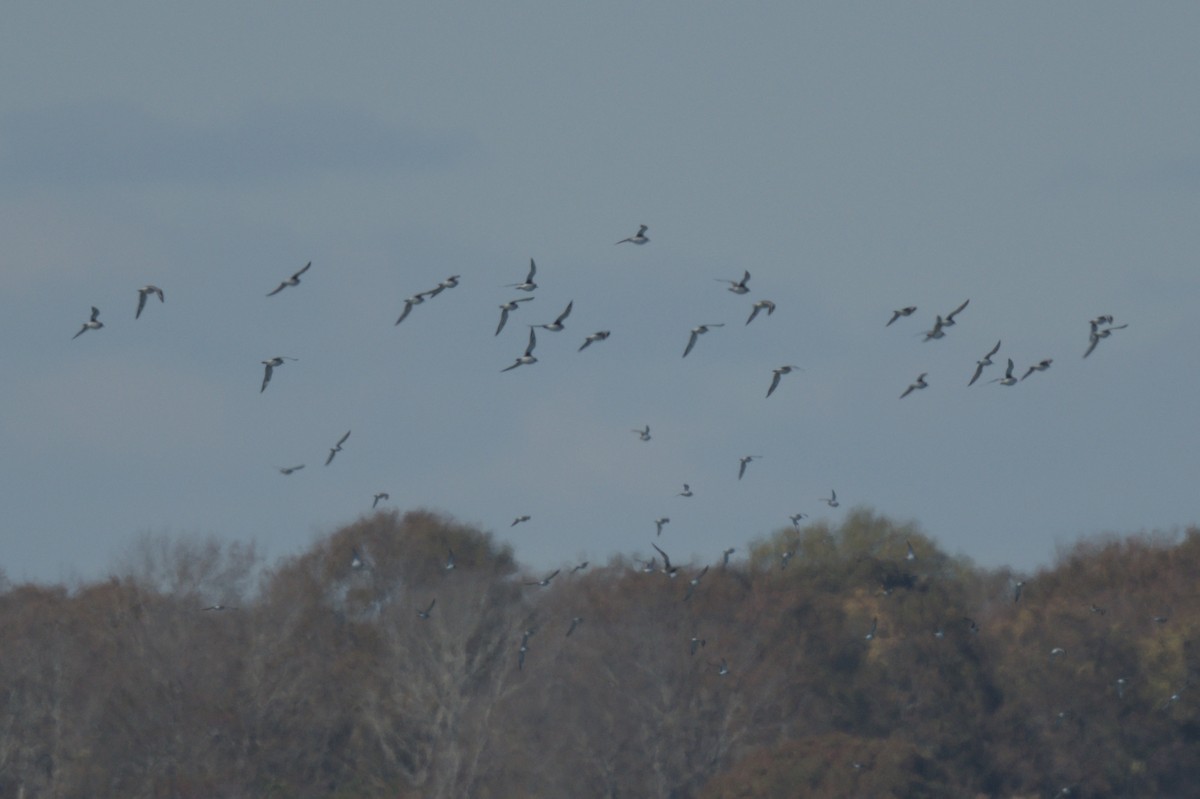 Pluvier argenté - ML644263491