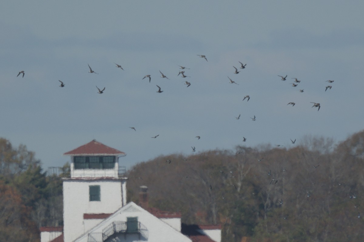 Pluvier argenté - ML644263492