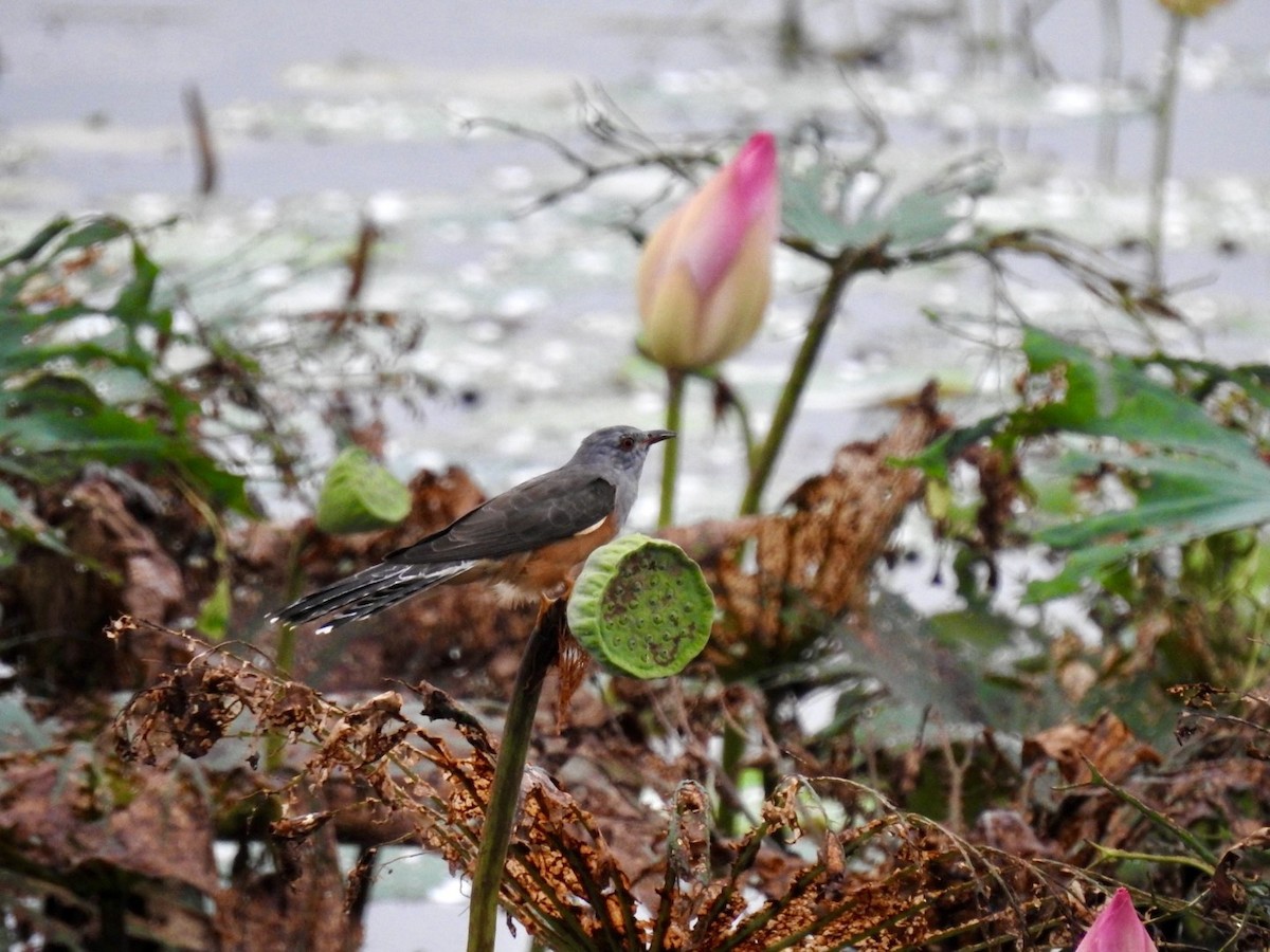 Plaintive Cuckoo - ML644263504