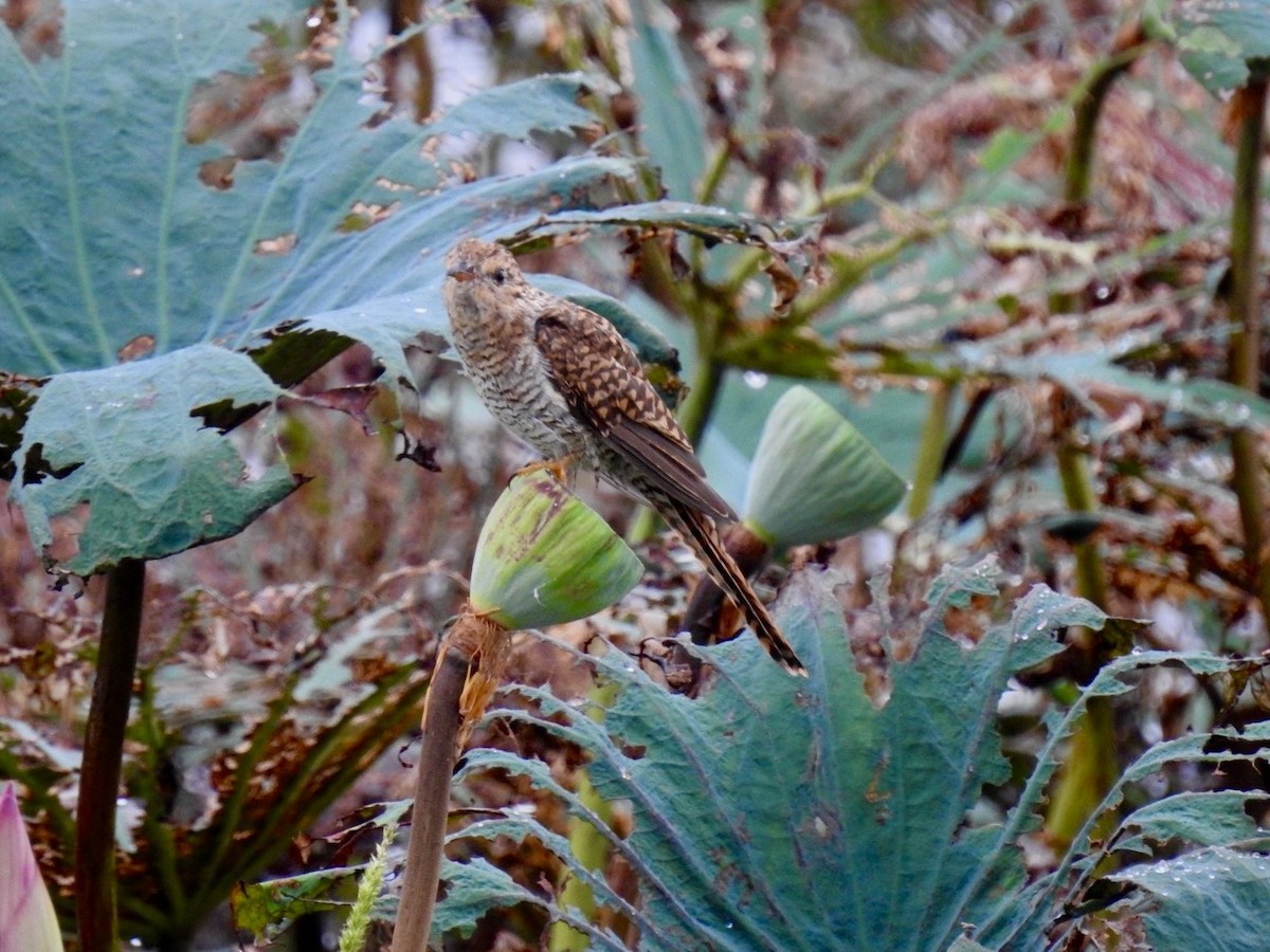 Plaintive Cuckoo - ML644263505