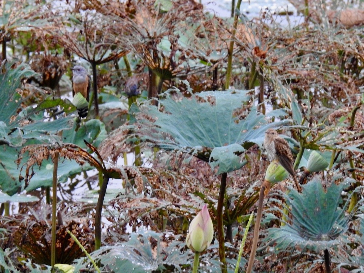 Plaintive Cuckoo - ML644263506