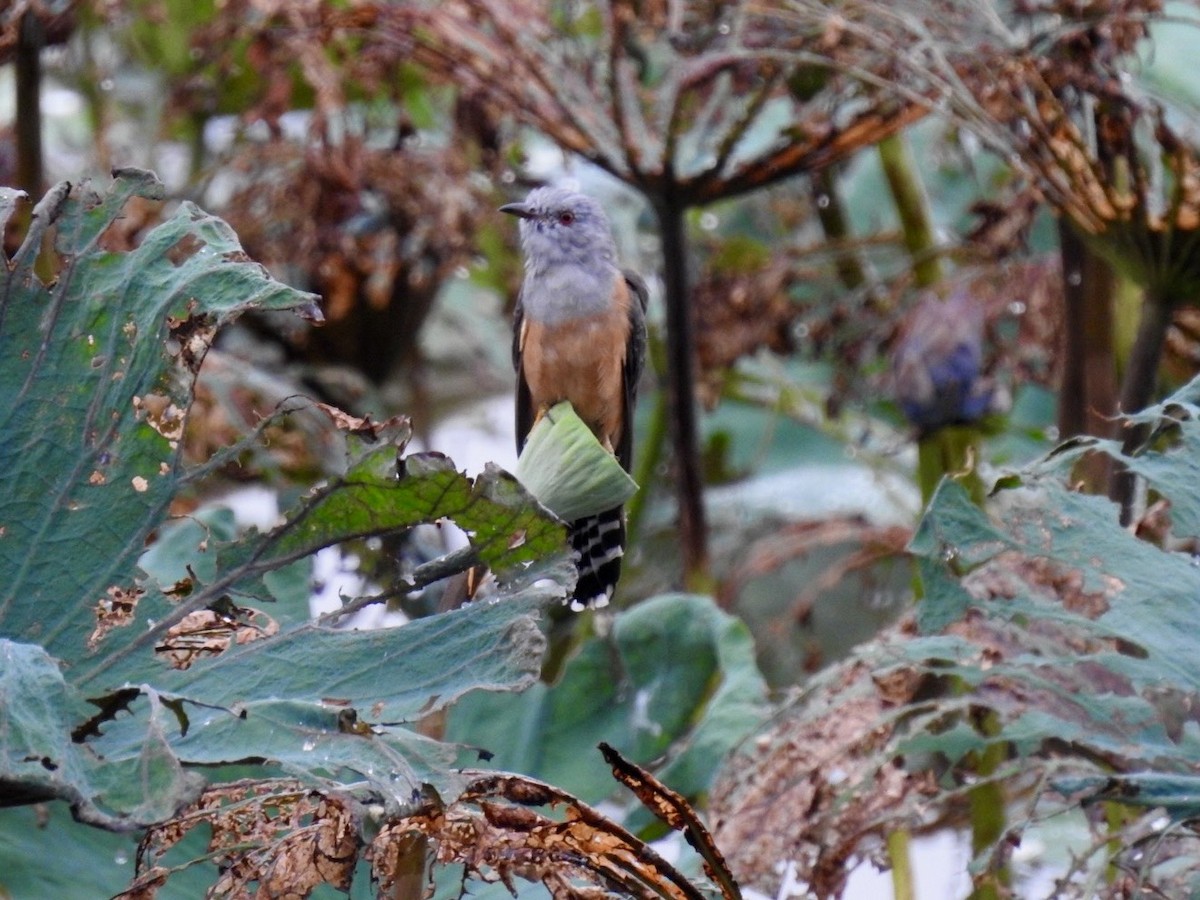 Plaintive Cuckoo - ML644263507
