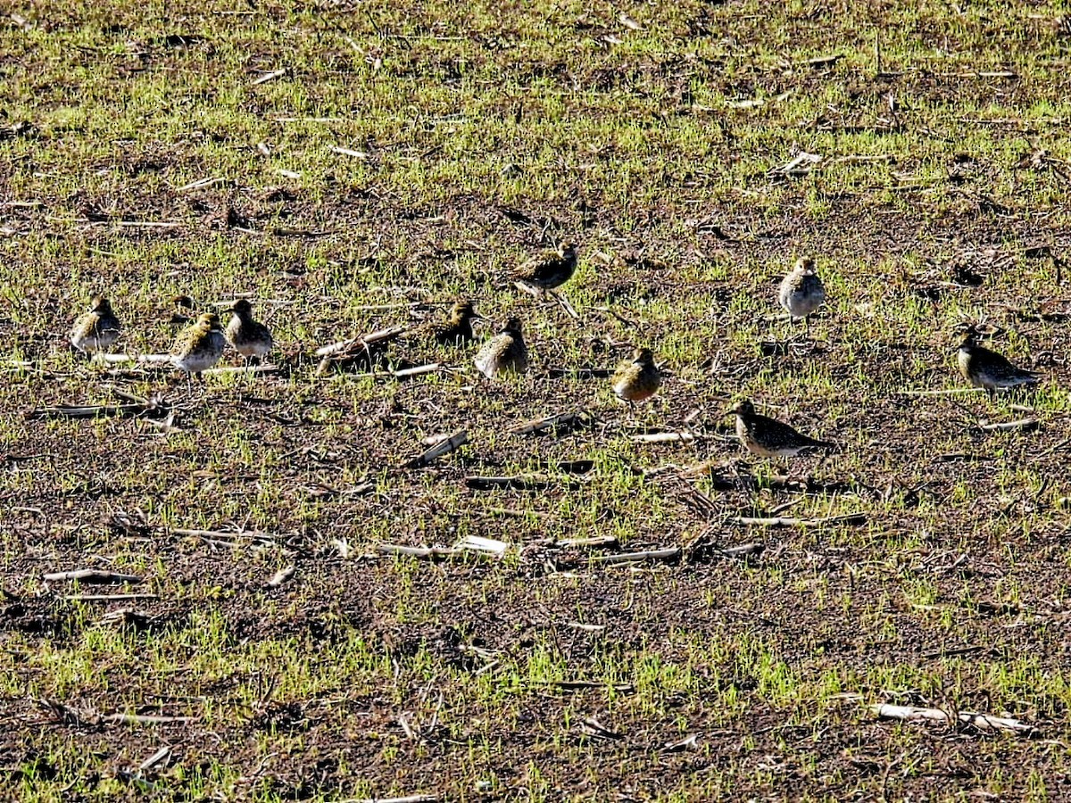 European Golden-Plover - ML644263510