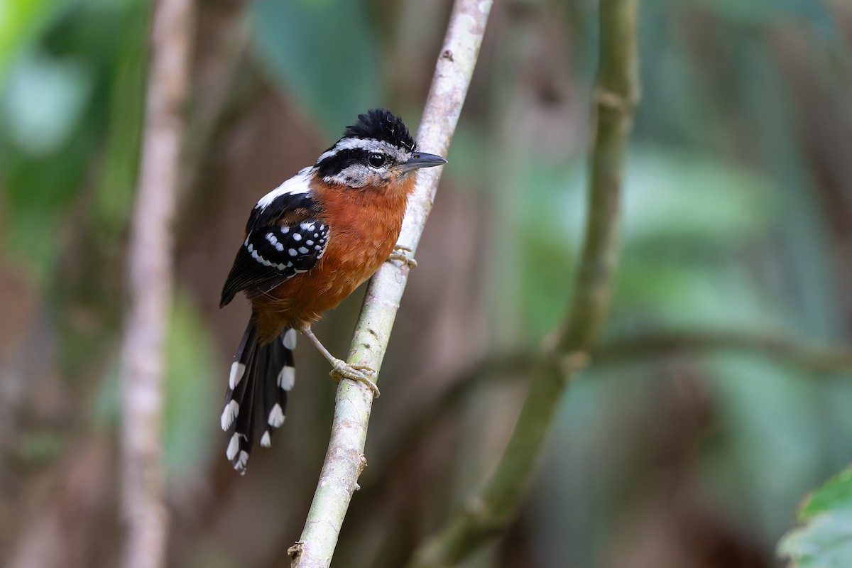 Ferruginous Antbird - Adam Jackson