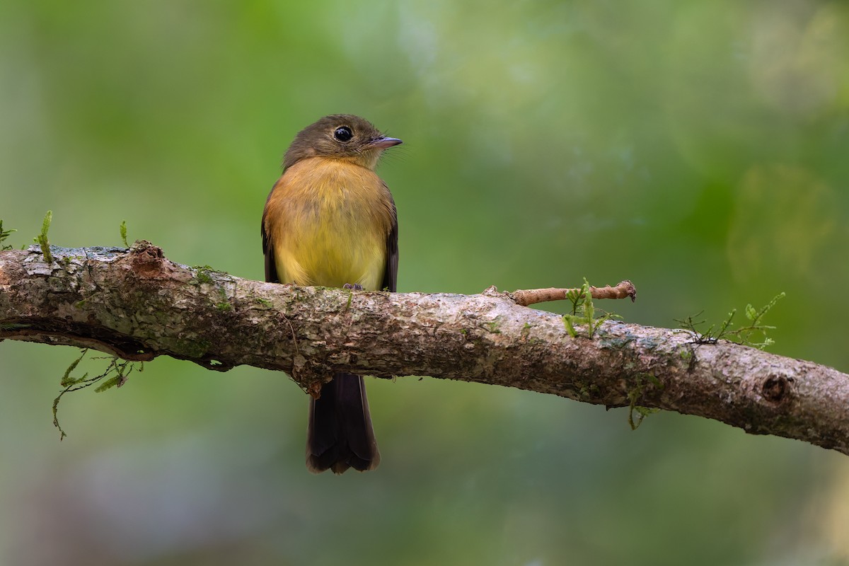 Barbichon de Cayenne - ML644263516