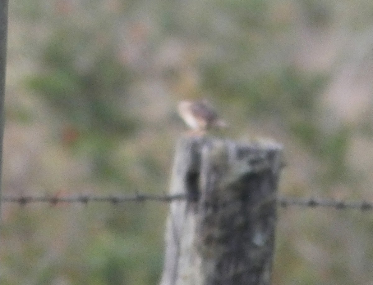 Матата руда - ML644263517